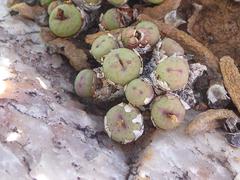 Conophytum stevens-jonesianum