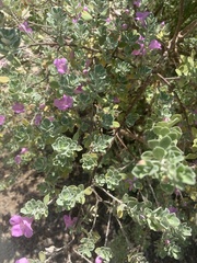 Leucophyllum frutescens