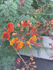 Caesalpinia pulcherrima