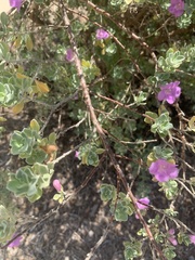 Leucophyllum frutescens