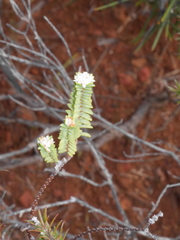 Pimelea xenica