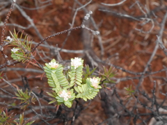 Pimelea xenica