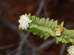Pimelea xenica