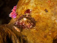 Paraflabellina funeka