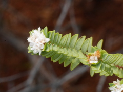 Pimelea xenica