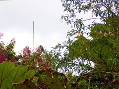 Selasphorus flammula