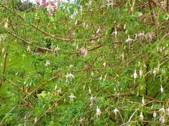 Selasphorus flammula