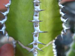 Euphorbia virosa virosa