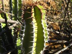 Euphorbia virosa virosa
