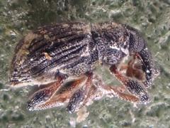 Tanysphyrus lemnae