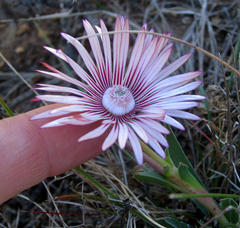 Acrodon bellidiflorus