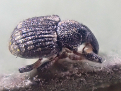Tanysphyrus lemnae