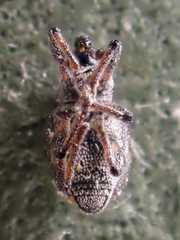 Tanysphyrus lemnae
