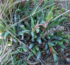 Acrodon bellidiflorus