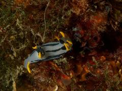 Polycera capensis
