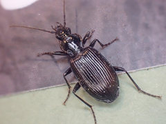 Platynus decentis