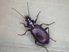 Platynus decentis