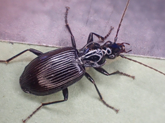 Platynus decentis