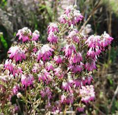 Erica eriocephala