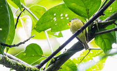 Phyllomyias cinereiceps