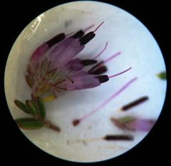 Erica eriocephala