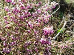 Erica eriocephala