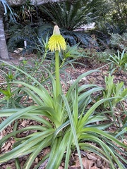 Kniphofia drepanophylla