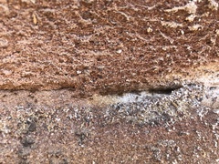 Pheidole megacephala
