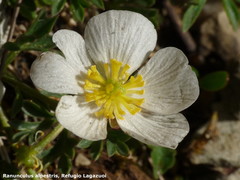 Ranunculus seguieri seguieri