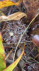 Protea scolopendriifolia