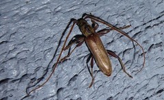 Eburida quadriguttata