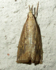 Chilo partellus