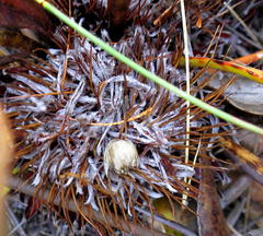 Protea scolopendriifolia