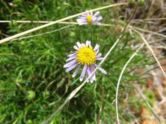 Felicia muricata muricata