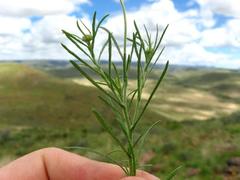 Felicia muricata muricata