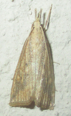 Chilo partellus