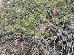 Castilleja praeterita