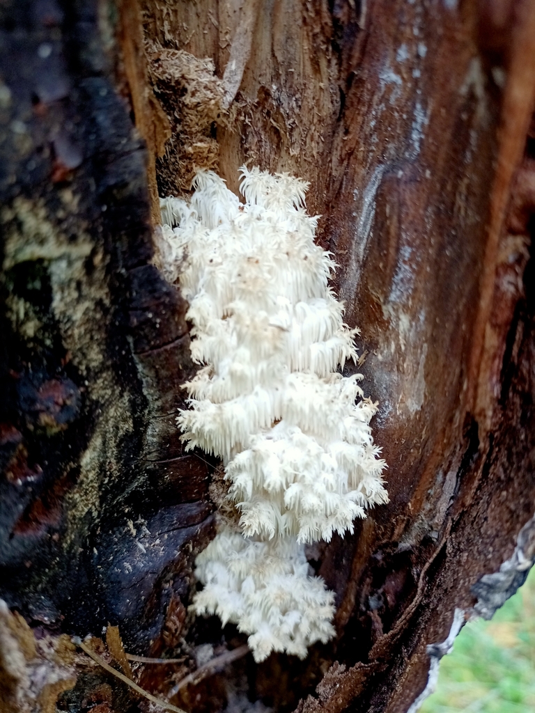 Hericium coralloides · September 2021 · photo: © prelovskiivladimir (iNaturalist, cc0)