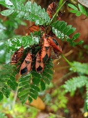 Probergrothius sanguinolens