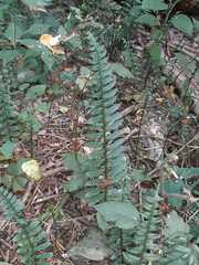 Polypodium plesiosorum