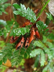 Probergrothius sanguinolens