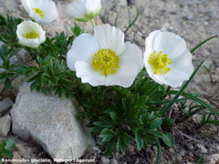 Ranunculus seguieri seguieri