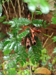 Probergrothius sanguinolens
