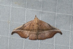 Corgatha ancistrodes