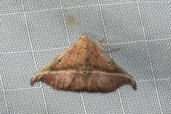 Corgatha ancistrodes