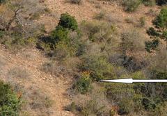 Aloe marlothii marlothii