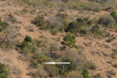 Aloe marlothii marlothii