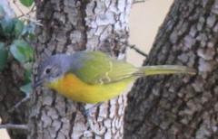Telophorus sulfureopectus similis