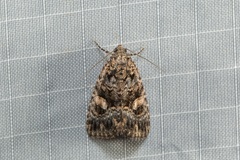 Condica macrosema