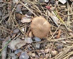 Inocybe subcarpta